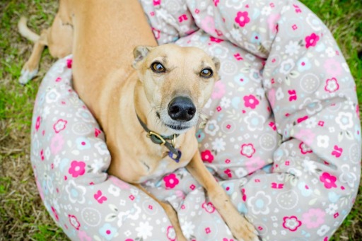 floral donut dog bed