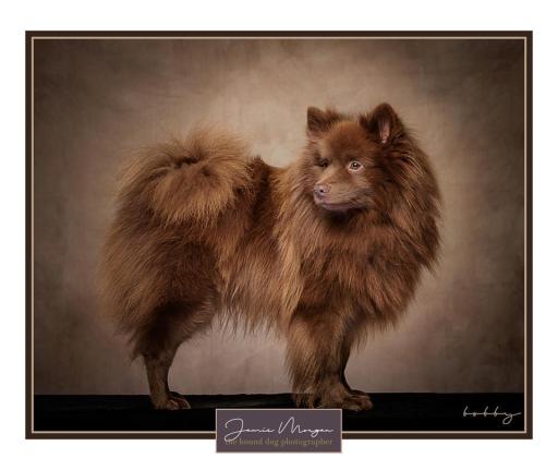 Hampshire Dog Photographer | Hound Dog Photography