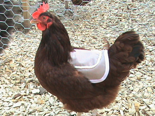 medium basic saddle