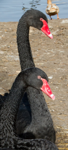 Black Swans