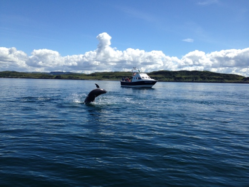 Bottlenose dolphin beside Venturer