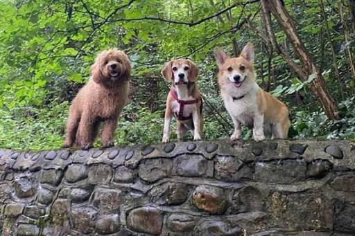 Dog Walking Cardiff