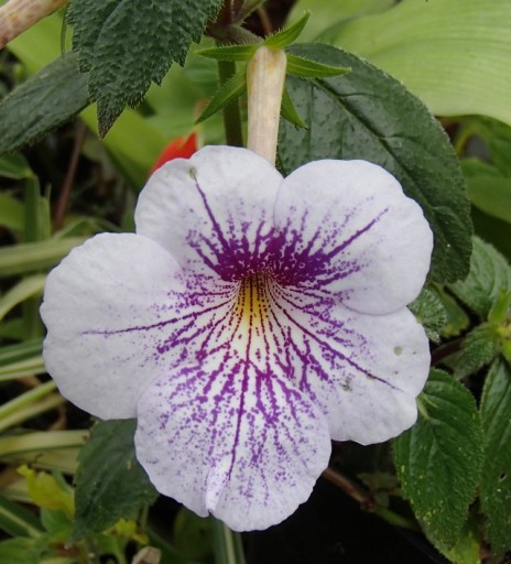 Achimenes