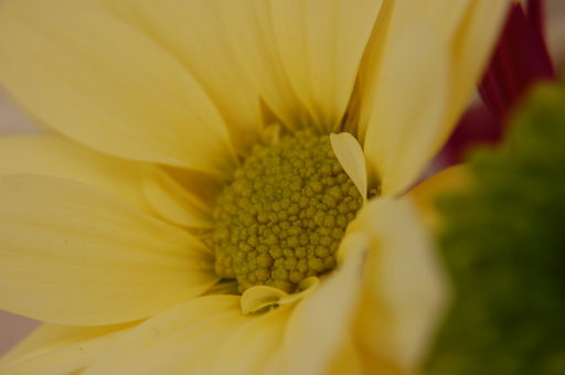 photo of a flower