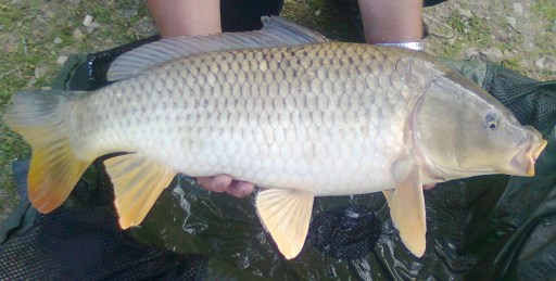 Common Carp