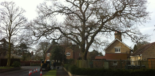 Tree Surgeon Driffield - Oak pruning in Driffield