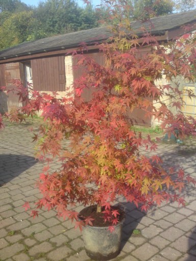 maples autumn colour
