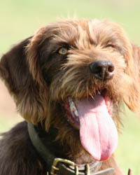 tall timber pudelpointers