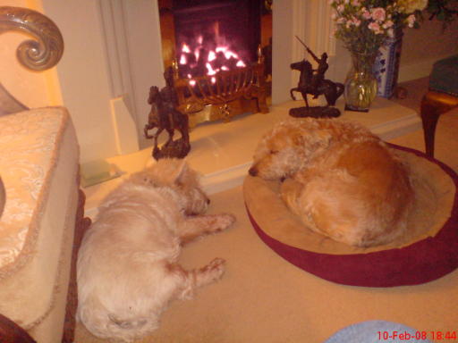 pet sitting within home enviroment
