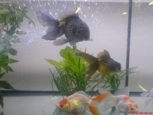 Selection of coldwater fish