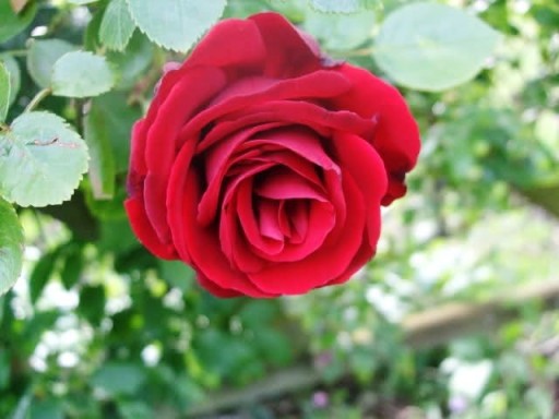 Pauls Scarlet Garden Services