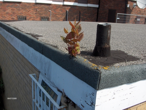 Japanese knotweed growing through roof