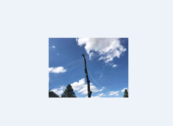 MI Tree Solutions, LLC