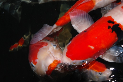 Our quality Ogata Koi