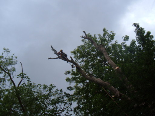 tree surgery by Arbscape