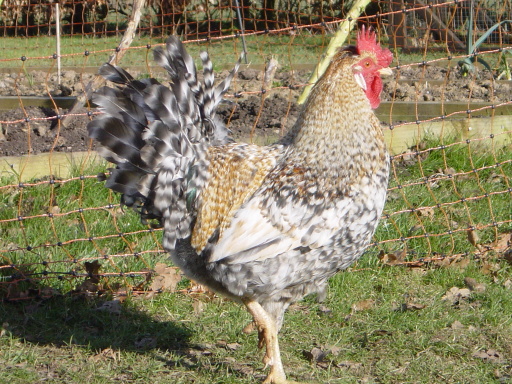 Lionel, cream legbar cockerel, standing proud!