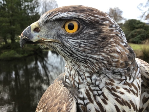 Goshawk falconry experience argyll scotland