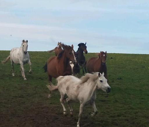 meet the horses