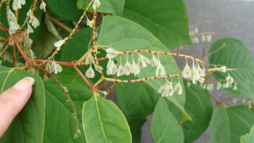Japanese knotweed seeds