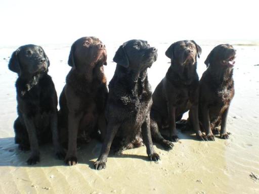 Dog Walkers Dorking
