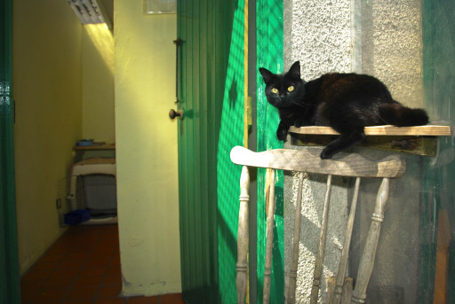Relaxing in the boarding cattery...It's a cat's life!