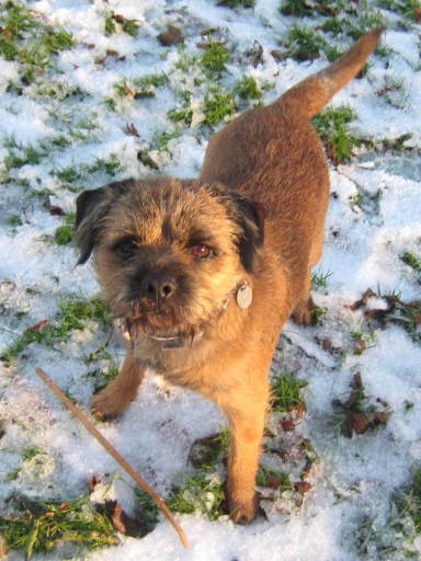 Eddy enjoying the snow