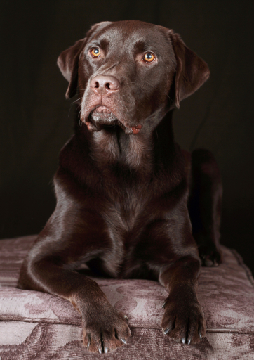 Pet Photography by Lisa Roberts Photography