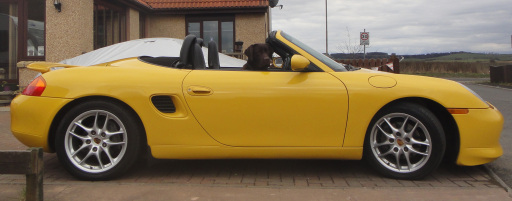 Chocolate Labrador driving a Porsche LOL