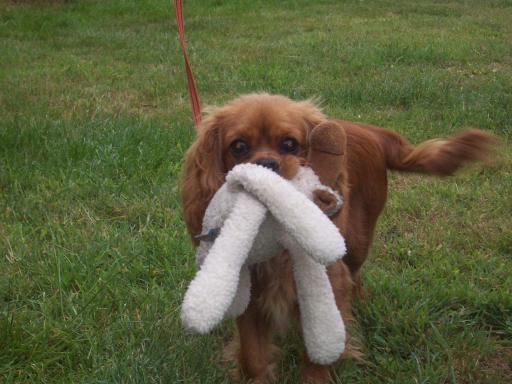 Oscar and his toy