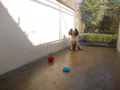 Waiting patiently for a game of ball...Come on then!