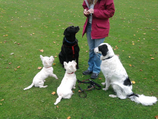Fun, rewarding and kind Training methods only used