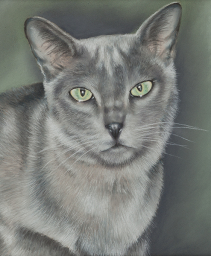 Cat Portraits