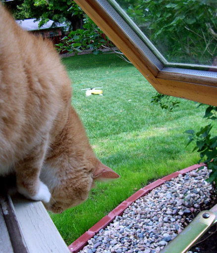 PET SCREENS helps to protect your pet by keeping it indoors