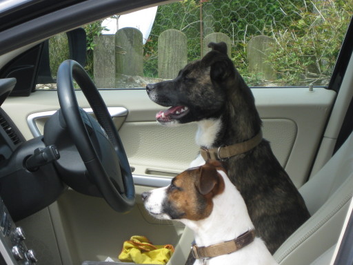 Have fun learning to drive