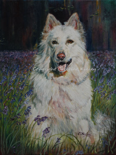 Casper in the Bluebells