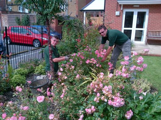 Dead heading at assisted living residential site.