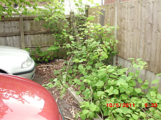 Japanese Knotweed ready for treating