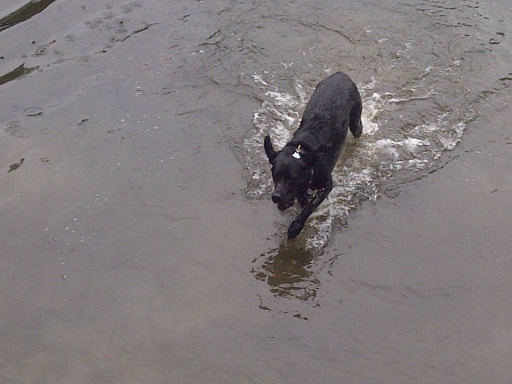 This dog loves a swim!