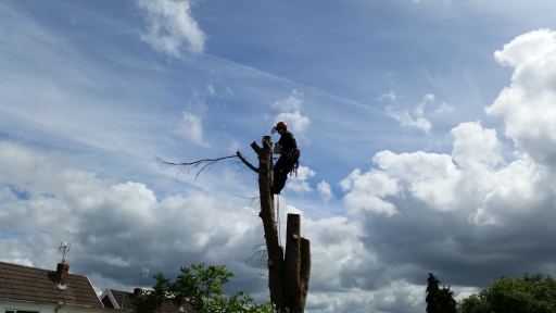 Shire Tree Surgery, Tree Surgeons. Shrewsbury Shropshire