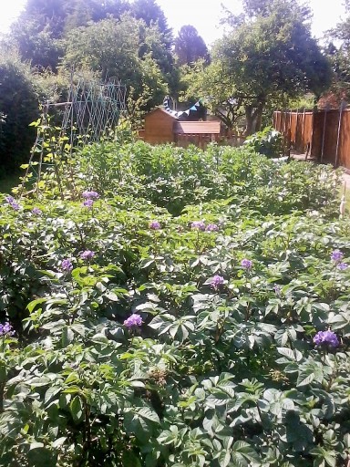 vegetable organic gardening