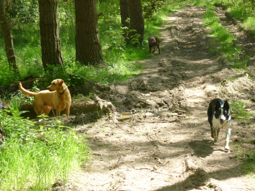 Binning Wood Walk 2011