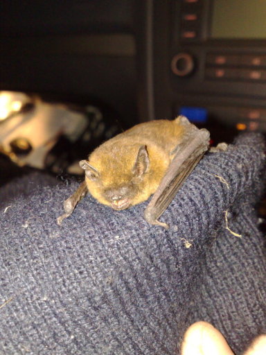 Bat Survey South Wales
