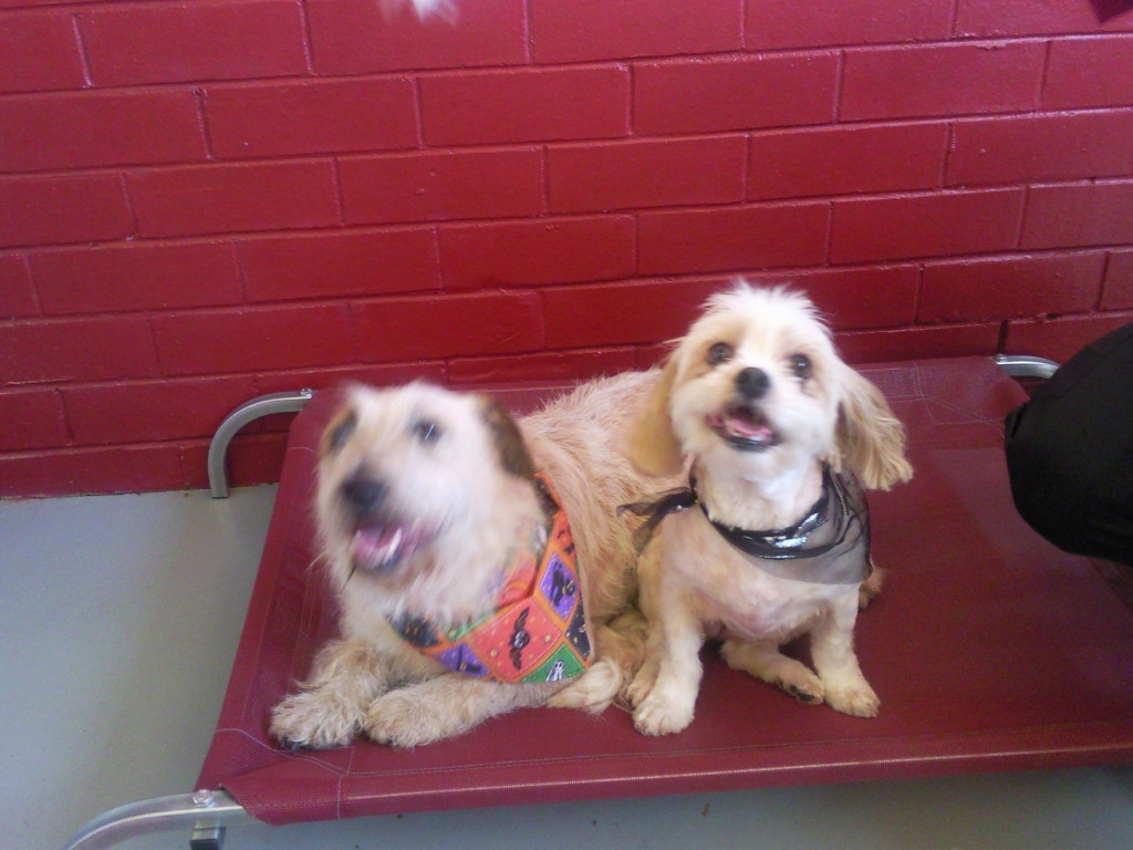 All Dogs Grooming Parlour 70 Kootingal Street, Greystanes, 2145