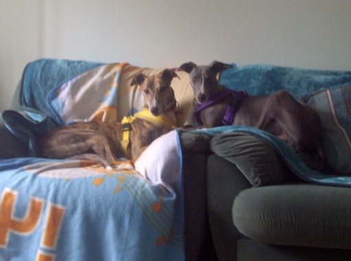 Very relaxed dogs!