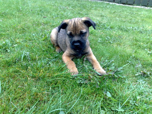 Little Ted on his 1st day with aunty Elaine