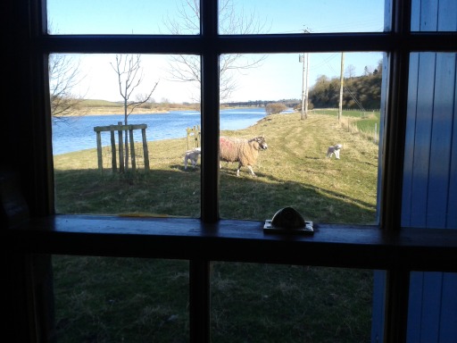 View along the River Tweed at lambing time, from South Bells Shiel holiday cottage at West Ord Cotta