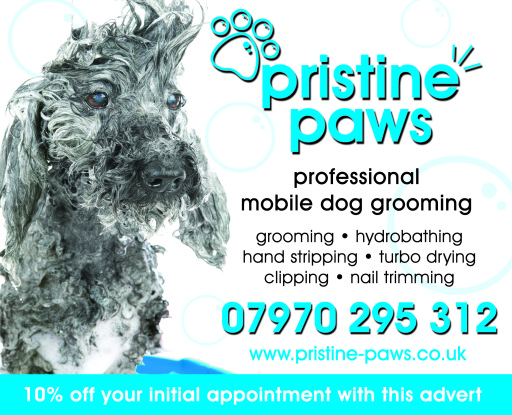 stafford stone stoke dog grooming