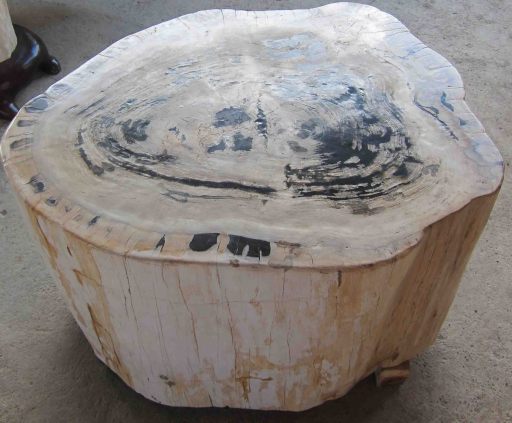 Petrified Wood Company UK