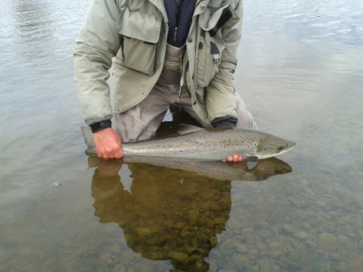 Salmon caught on West Ord Beat at West Ord Holiday Cottages, Berwick upon Tweed in May.