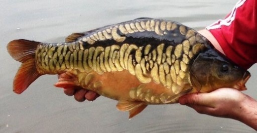 C3 Sussex scaley